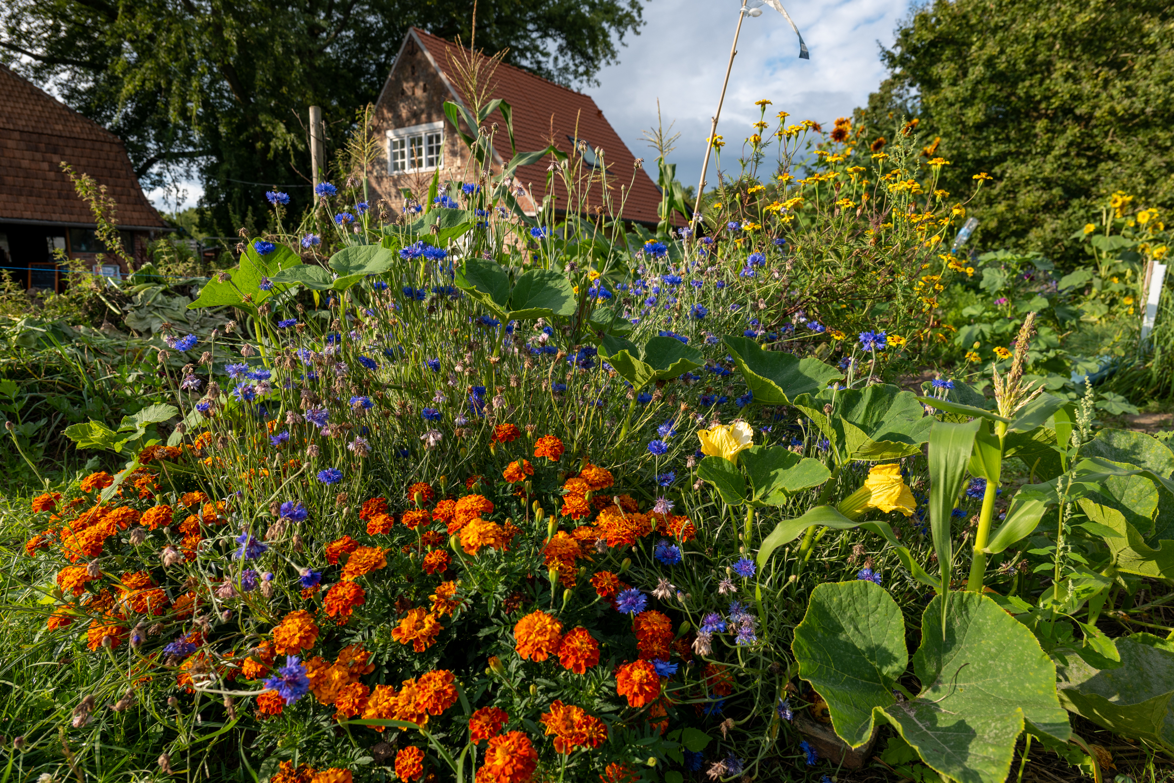 Vue du jardin partagé du Recueil